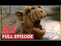 Strangers In The Night ALF FULL Episode S1 Ep2