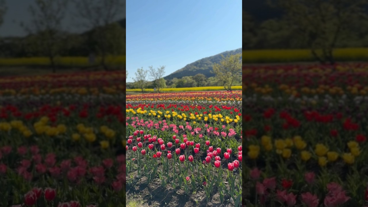 花がいっぱい！　#やくらいガーデン　#花畑　#チューリップ