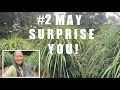 LEMONGRASS: 2 Main Reasons Why I Grow It NOW + Who Wore It Better, Lemongrass or Me?