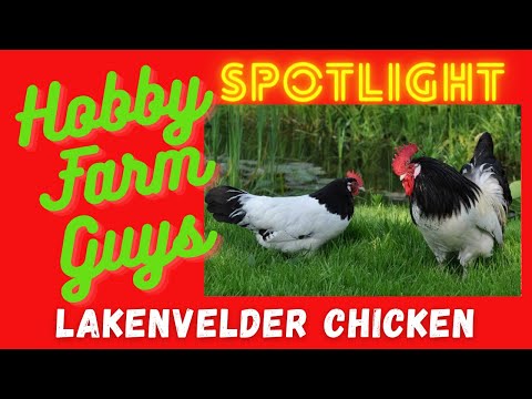 , title : 'HFG Farm Animal Spotlight: Lakenvelder Chicken'