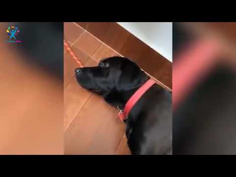 অপরাধীকে সামনে আনলো সুসান্তের কুকুর ফাজ 😱😱