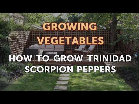 When to Pick Hungarian Hot Wax Peppers