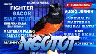 Download lagu MURAI BATU NGOTOT | materi tembakan kasar | SHAMA BIRD | masteran murai batu terbaik mp3