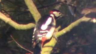 preview picture of video 'dzięcioł duży (Dendrocopos major), Great Spotted Woodpecker'