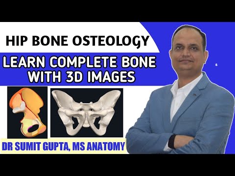 HIP BONE OSTEOLOGY