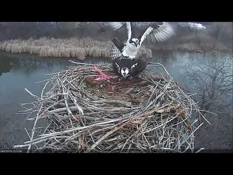 2018 04 07  Evening alert, blackbird, and mating - Boulder County Osprey Cam