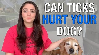 How To Remove TICKS From a Dog | Tick-Borne Disease & SYMPTOMS To Watch For | DOWNLOAD THIS VIDEO IN MP3, M4A, WEBM, MP4, 3GP ETC