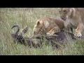 Lion Killing A Wildebeest Stock Footage