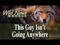 The Unstoppable Coyote: University of Georgia Study FInds a Surge in Southeast Populations