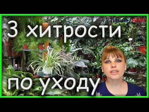 3 золотых СЕКРЕТА по уходу за комнатными растениями!!!