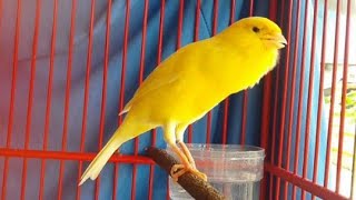 Download lagu The Best Canary Training Song‼️ Belgian Canary Singing Very Loudly mp3