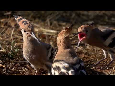 The most beautiful sound of Hoopoe bird