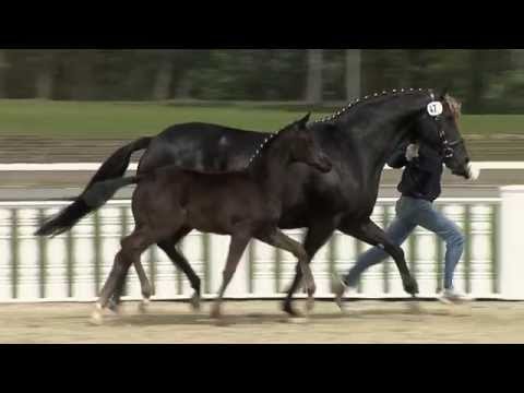 Stf v Don Noblesse x Depardieu