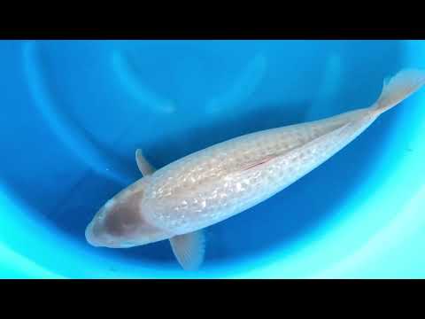 Jks 492 Sansai Female Gr Soragoi 65 cm