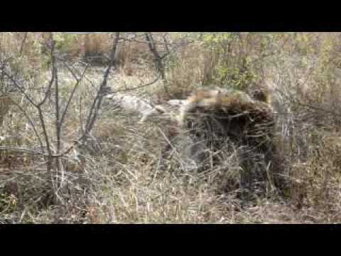 19. Amakhosi: Second Drive - Lions (pt. 3)