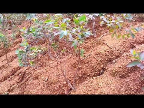 Plant 50,000 Trees In Northern Rwanda