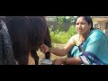 Viral Milking Vlog ️