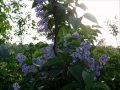 Lilacs in the Rain