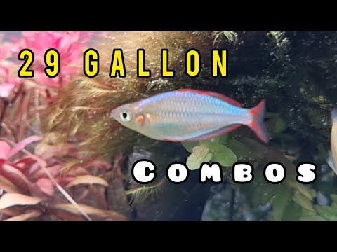 4 GREAT Fish Combos for a 29 GALLON AQUARIUM!