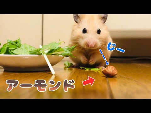 ロシアンドワーフアーモンド 植物