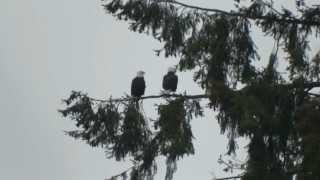 preview picture of video 'Two Days Until Spring ~ Bald Eagle Pair in Washington State'