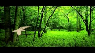 T-Bone Burnett &quot;The Bird That I Held my Hand&quot; (Es Vaporet, música amb imatges 2007)