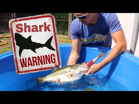 Jaws Attack On Colorful fish In My Aquarium!