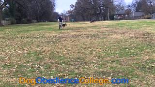 preview picture of video 'Axel Dog Obedience Training Collierville TN'
