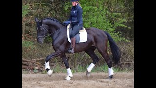 Video koně Wind Lady