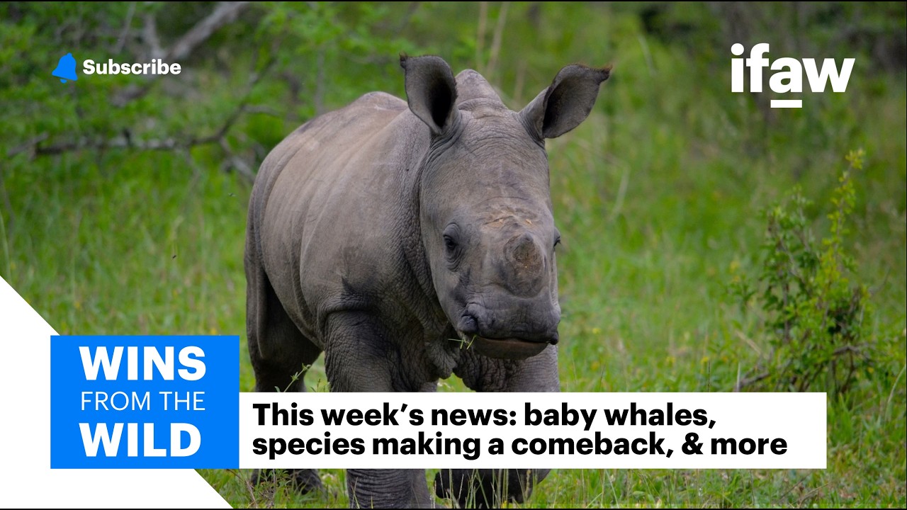 Most whale calves in 17 years, rhino zoomies & a hero’s farewell | Wins from the Wild
