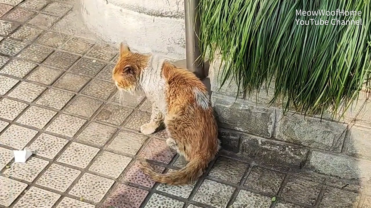 Rejected by the vet for being fierce, the stray cat became a "Lucky Cat," working to support itself