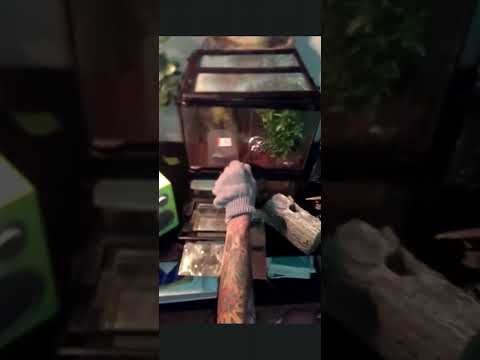 noia cleaning with psyko spider with pussy friend