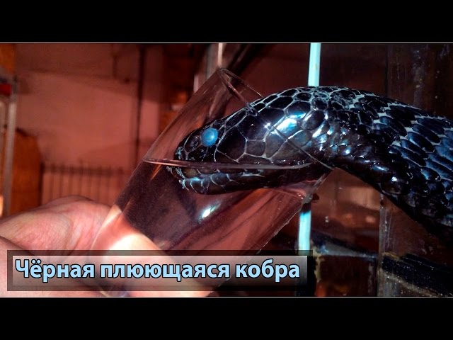 Люди дали смертельно опасной кобре во время линьки стакан воды (ВИДЕО)