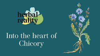 Chicory (Cichorium intybus): Bitter tonic supporting liver and digestion