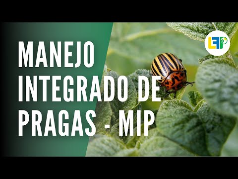 MANEJO INTEGRADO DE PRAGAS [MIP] #6