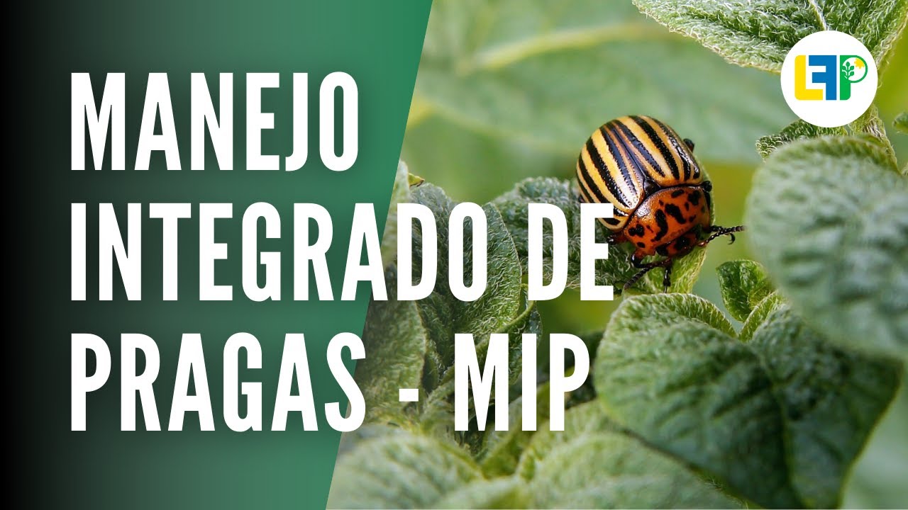 MANEJO INTEGRADO DE PRAGAS [MIP] #6