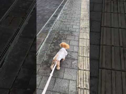 経営学科 ブカブカの服を着たトイプードル6ヶ月 #toypoodle #poodle #トイプードル #puppy