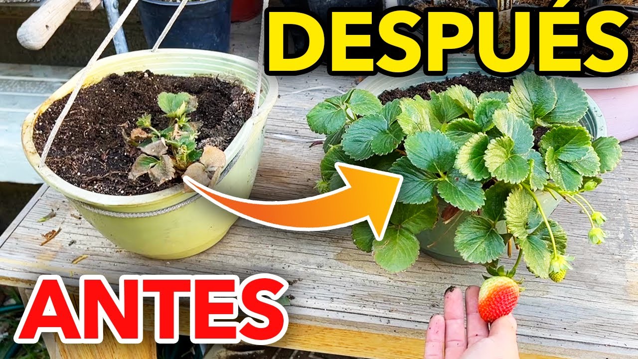 ¡Descubre cómo revivir tus plantas y lograr una exuberante vegetación!