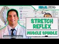 Neurology | Spinal Cord: Stretch Reflex | Muscle Spindle