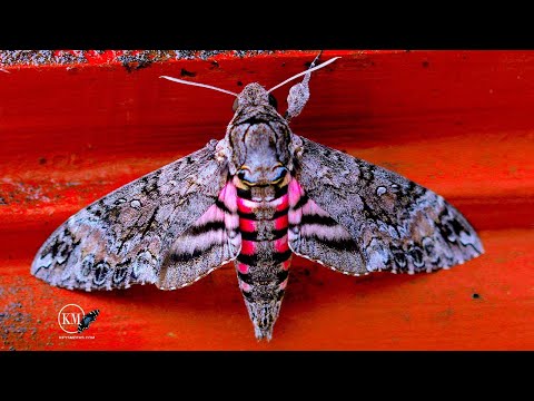 HUGE PINK MOTH THAT EATS POTATOES FOUND IN SOUTH FLORIDA   THE PINK SPOTTED HAWKMOTH