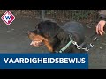 Hondenbescherming wil hondvaardigheidsbewijs vóór aanschaf (vecht)hond - OMROEP WEST