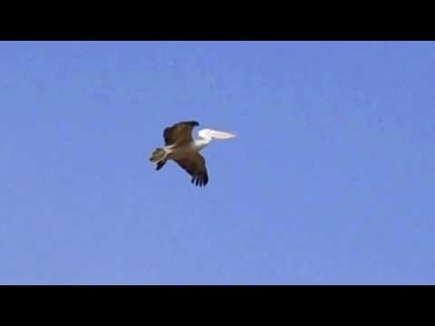 vidushi padma talwalkar- ja re khagva-alhaiya bilaval