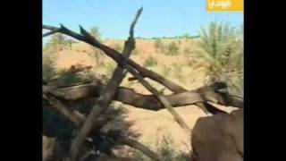 وثائقي عن أشيقر في قناة البوادي الفضائية الجزء الثالث والاخير