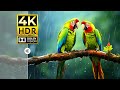 The Best 4K Animal Videos Dolby Vision HDR 4K 60fps Absolute Picture Quality Cinematic Sound
