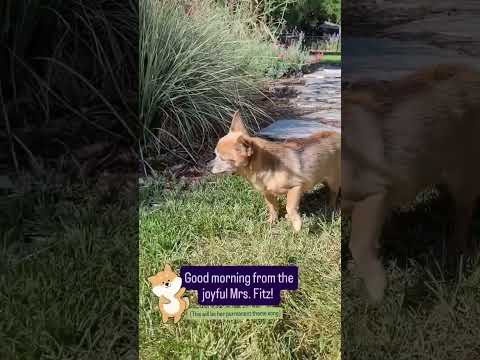 Can you help our rescue dogs⁉️🥺Link in our bio🫶 #amazon #rescuedog #chihuahua #shelter #florida