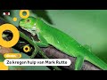 Zeldzame leguanen hebben een baby gekregen