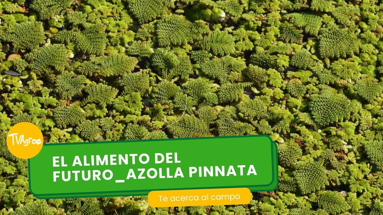 El alimento del futuro_ azolla pinnata - TvAgro por Juan Gonzalo Angel Restrepo