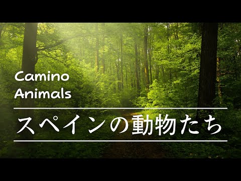 スペインの動物