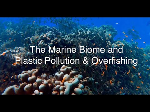 Issues in the Marine Biome: Plastic Pollution and Overfishing