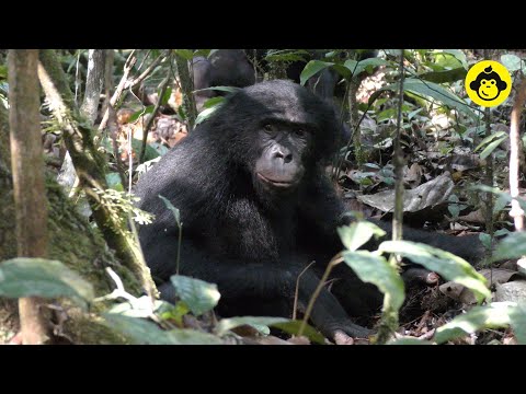 ボノボの「トリュフ」